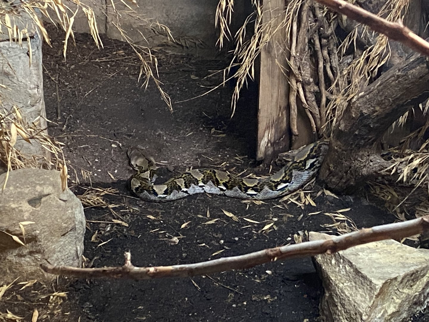 Reticulated python
