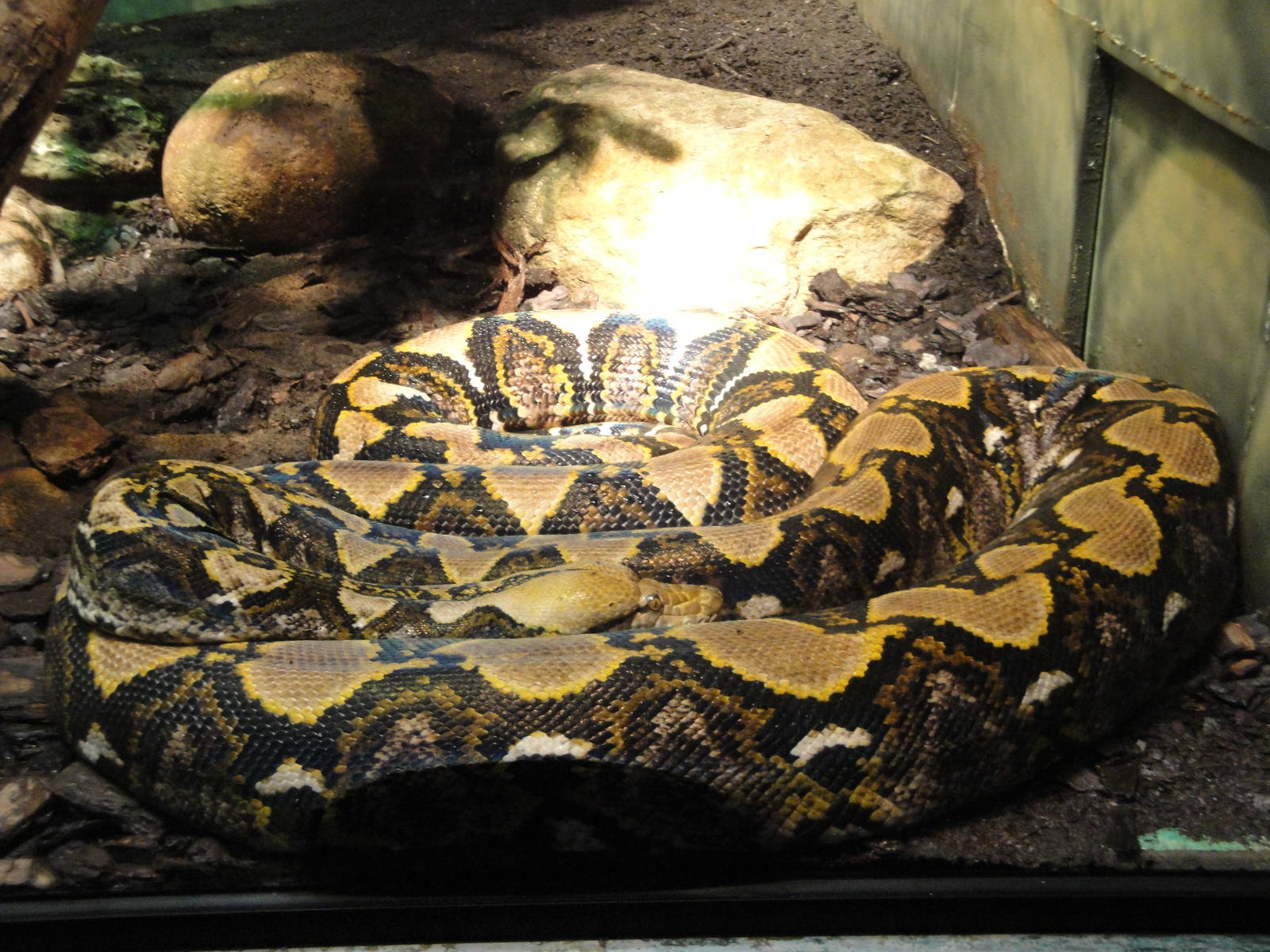 Reticulated Python