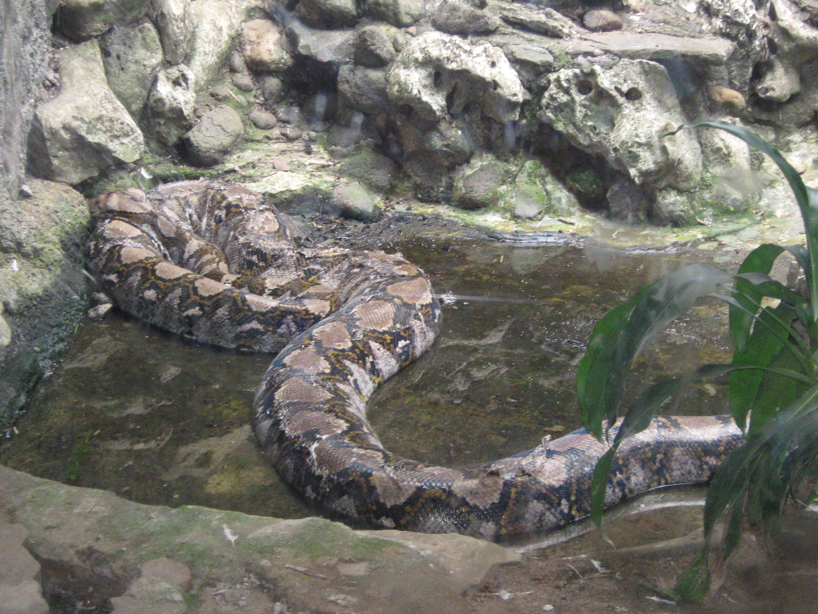 reticulated python