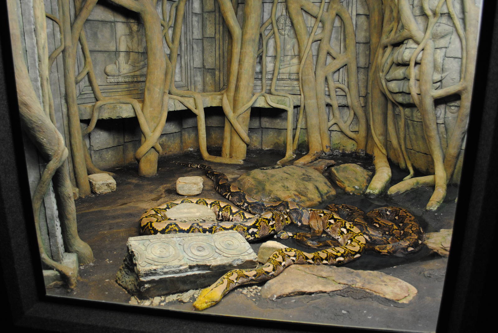 Reticulated Pythons Exhibit (Main Gallery)