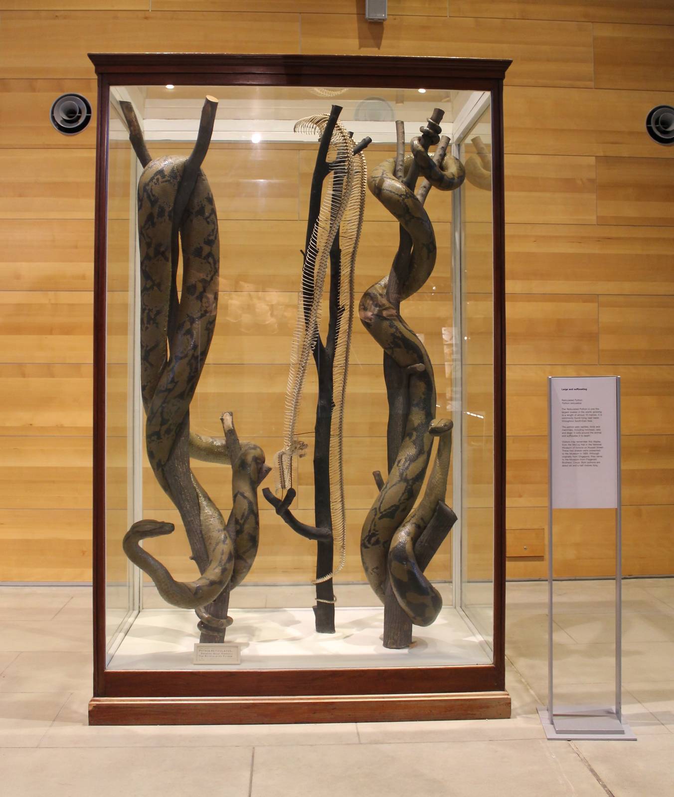 Reticulated Pythons (Python reticulatus)