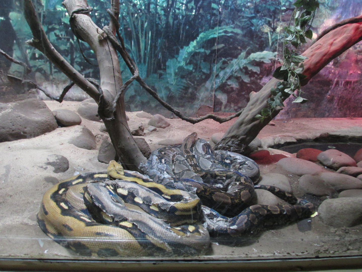 reticulated pythons