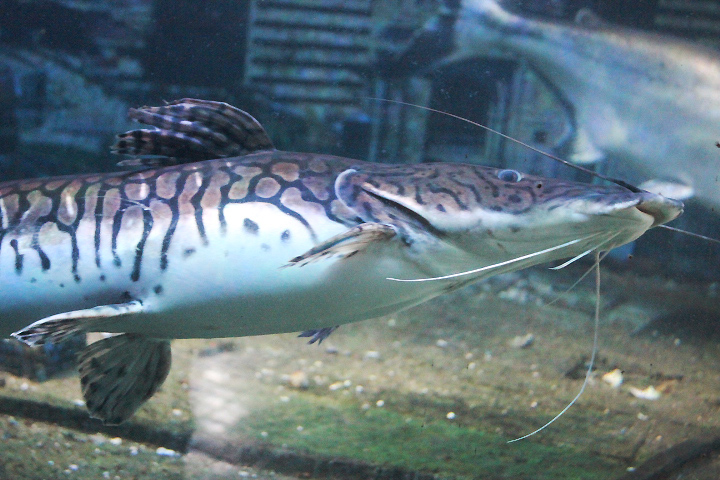 Reticulated sorubim (Pseudoplatystoma reticulatum) - Jawa Timur Park 1