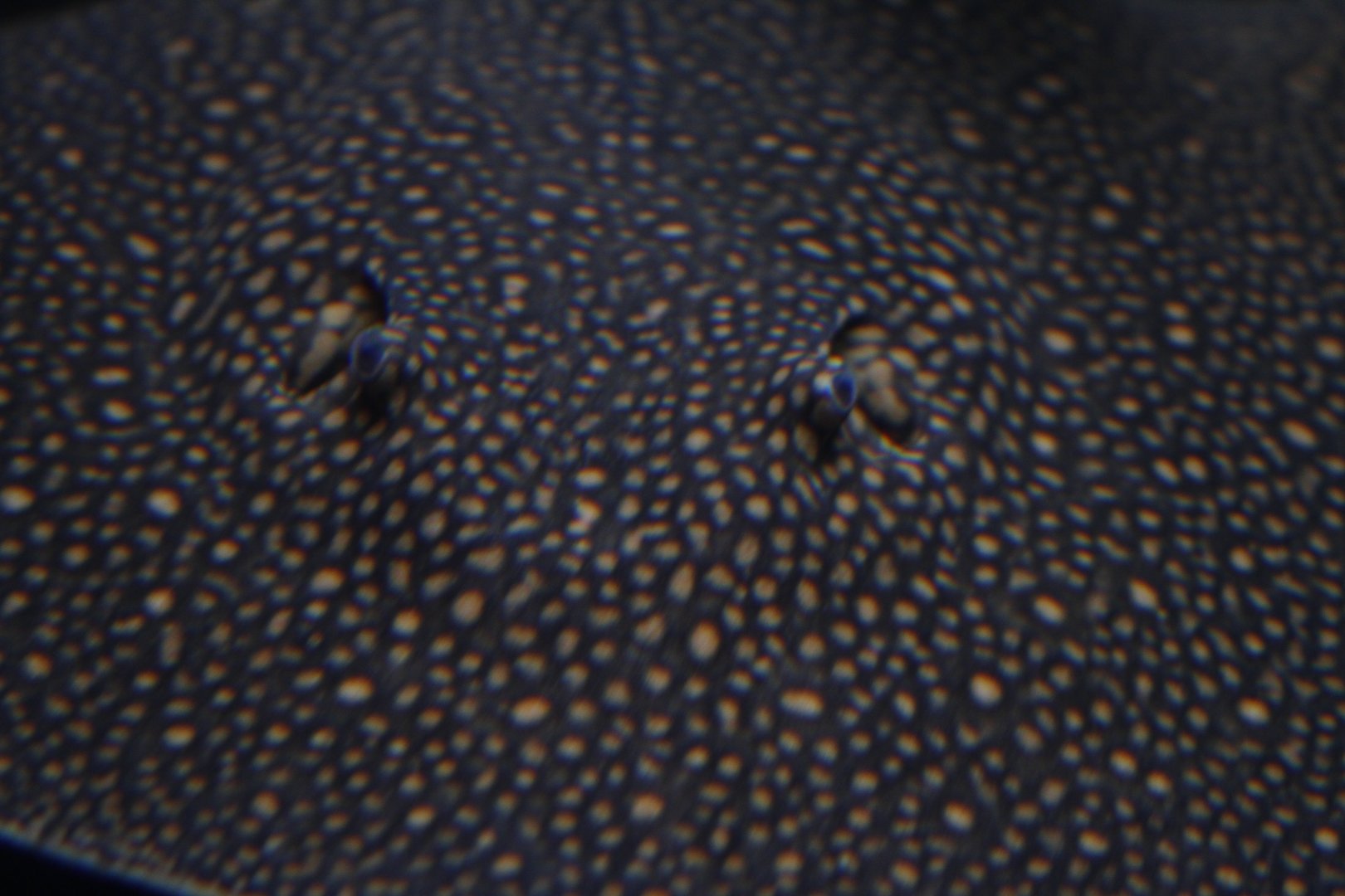 Reticulated stingray (Potamotrygon sp. [orbignyi?])