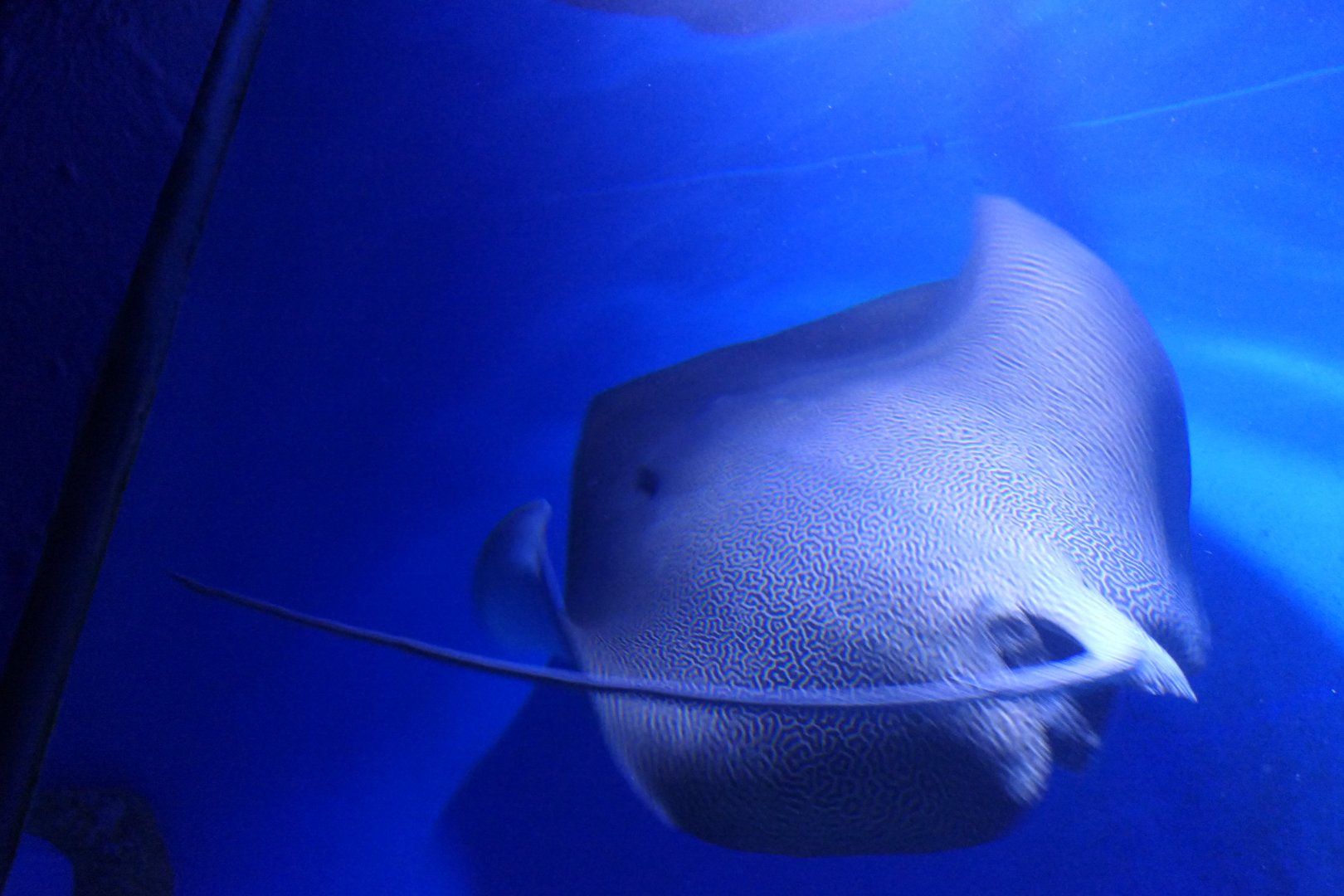 Reticulated Whipray (Himantura australis)