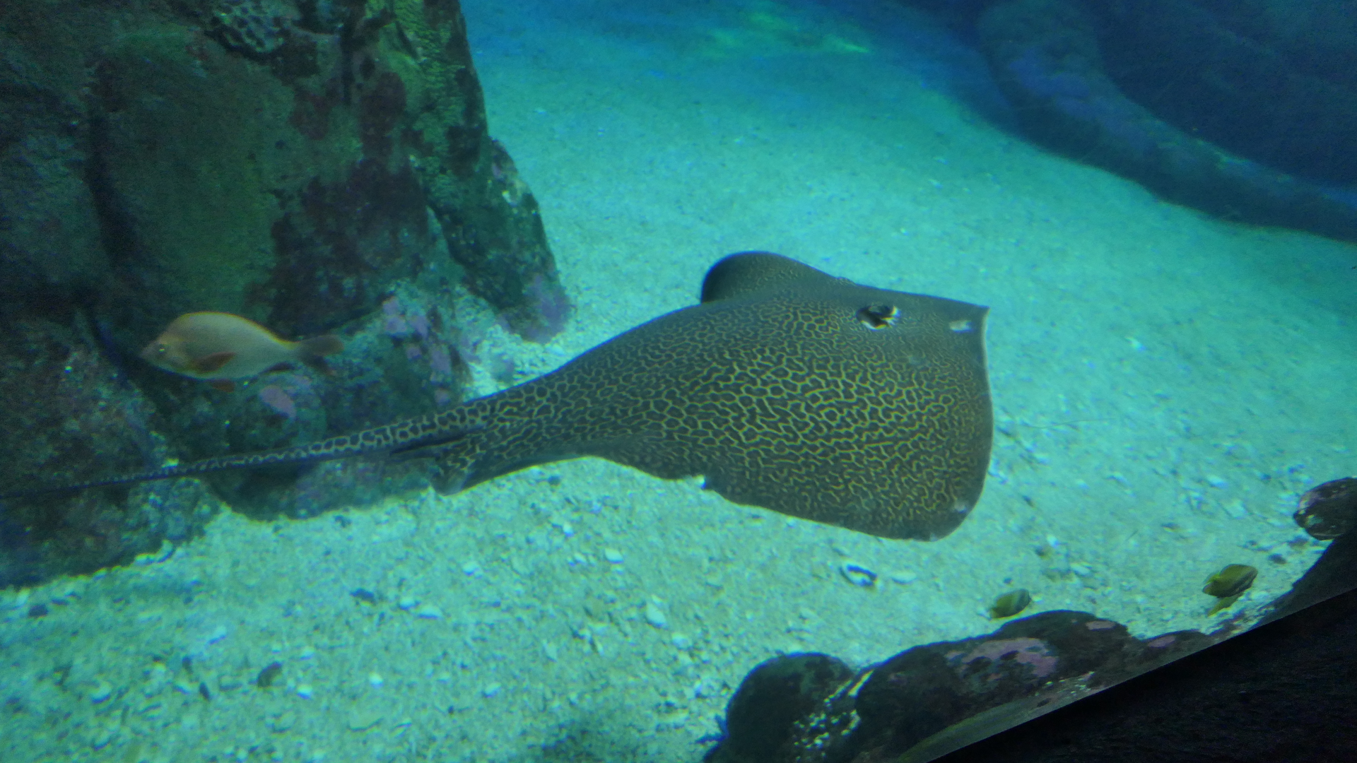 Reticulated Whipray