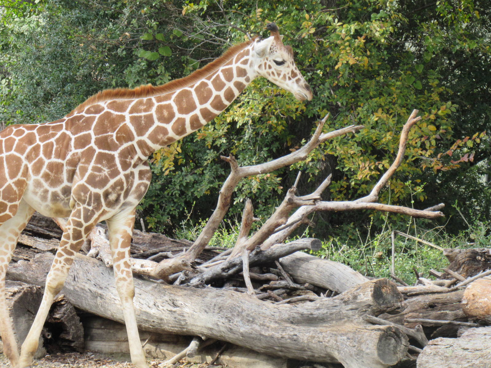 Reticulated_Giraffe2