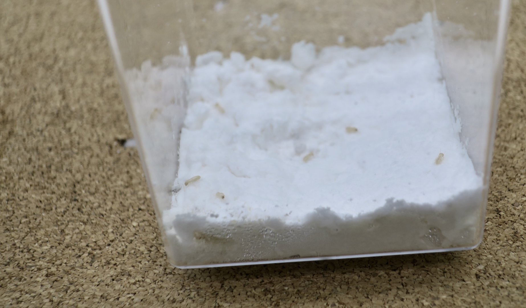 Reticulitermes speratus, a termite