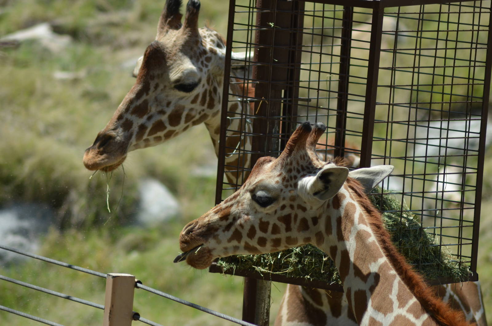 Reticultaed Giraffes