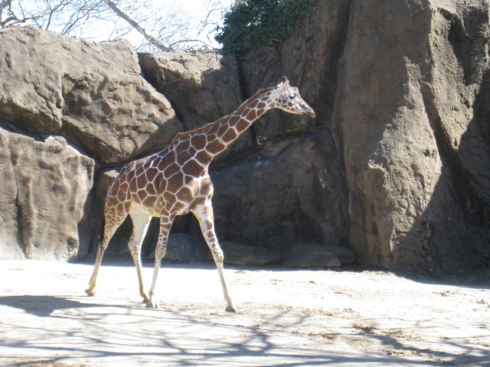 Retirculated Giraffe