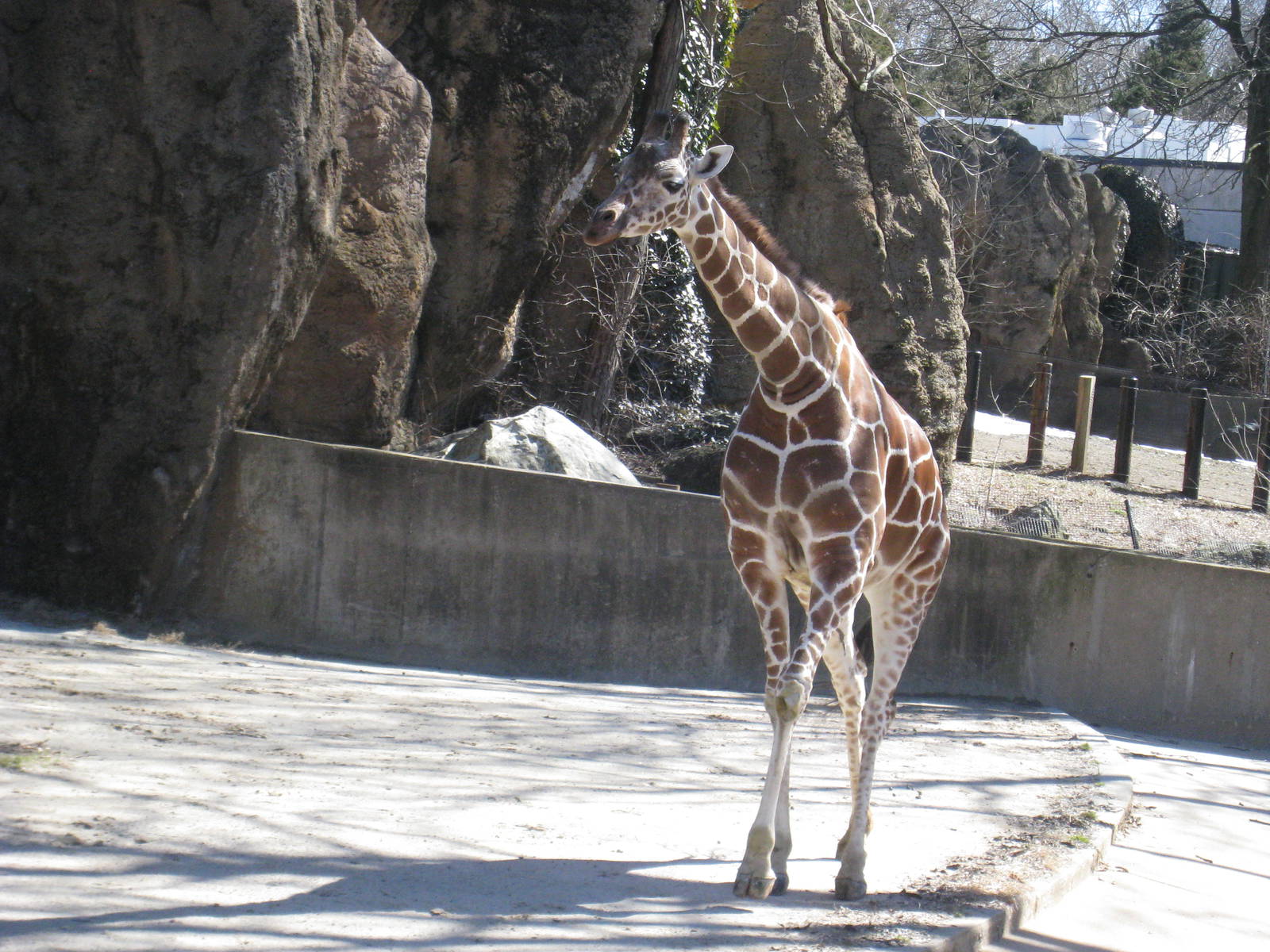 Retirculated Giraffe