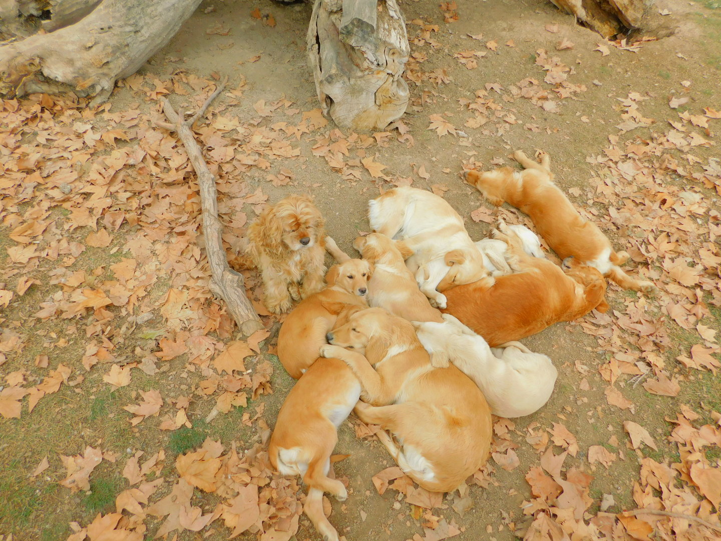 Retriever Puppies and Cocker Spaniel at the Karatay Zoo