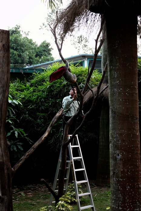 Retrieving the koala