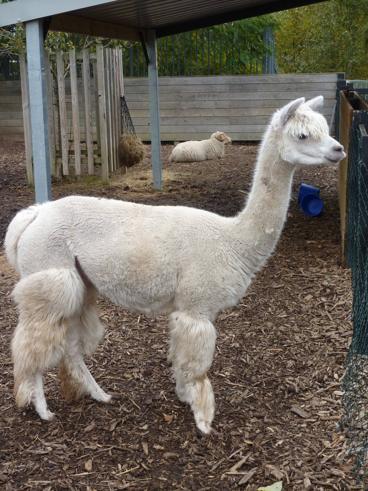 Retro alpaca, 6th November 2012.