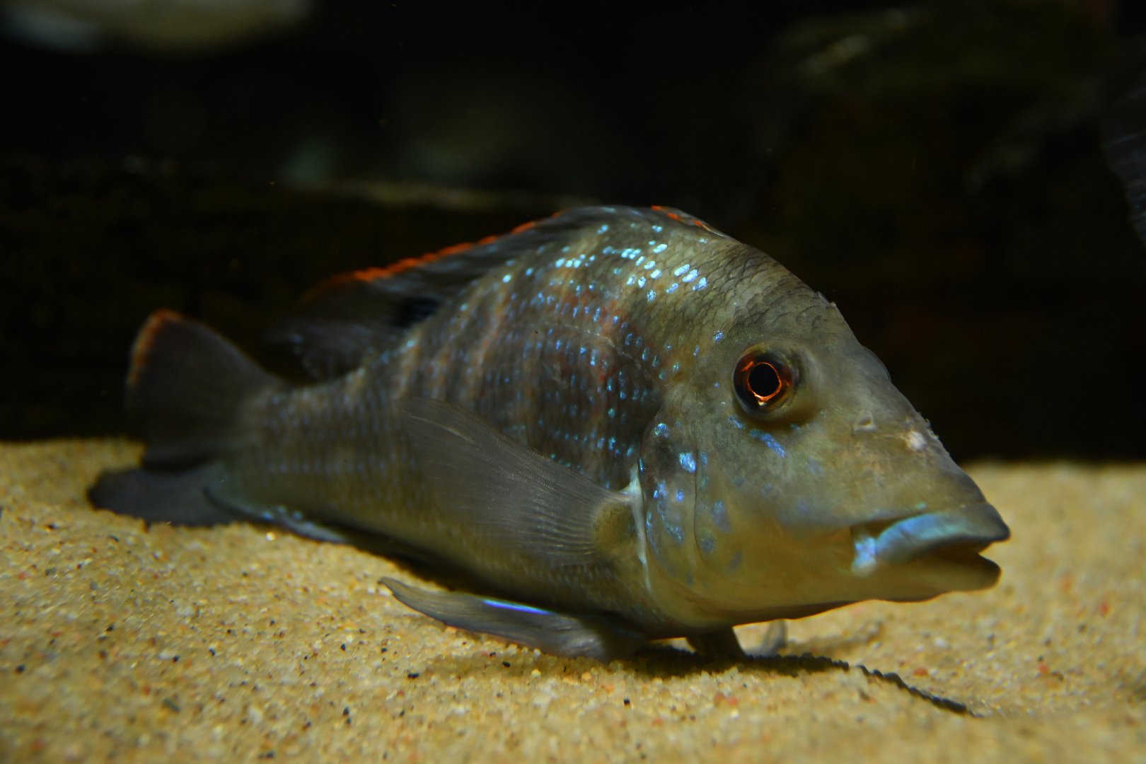 Retroculus lapidifer