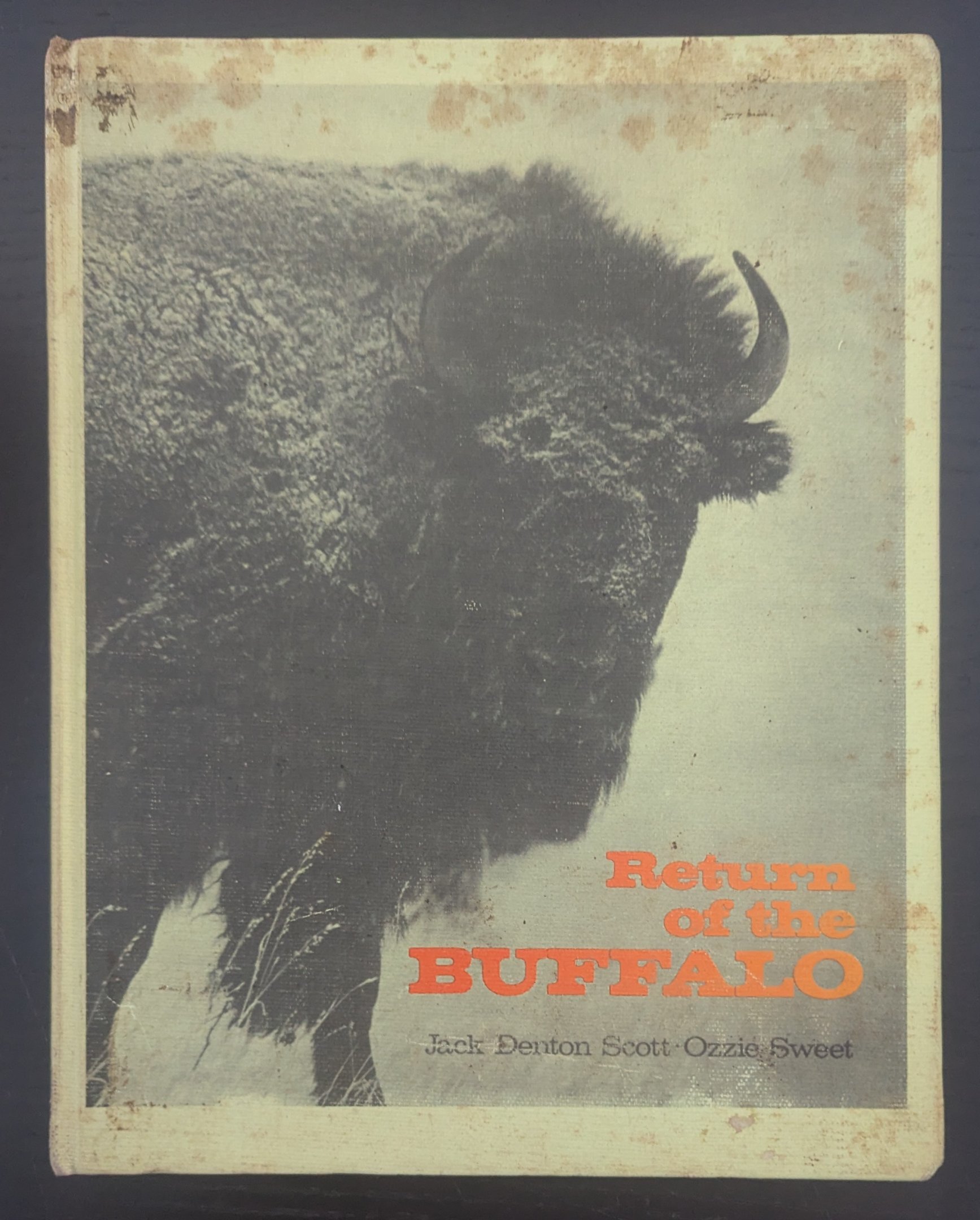 Return of the Buffalo