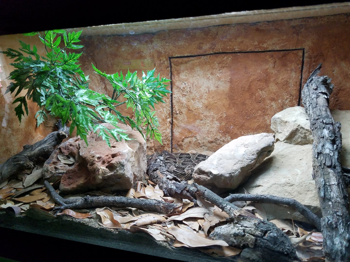Return of the Common Death Adder Exhibit