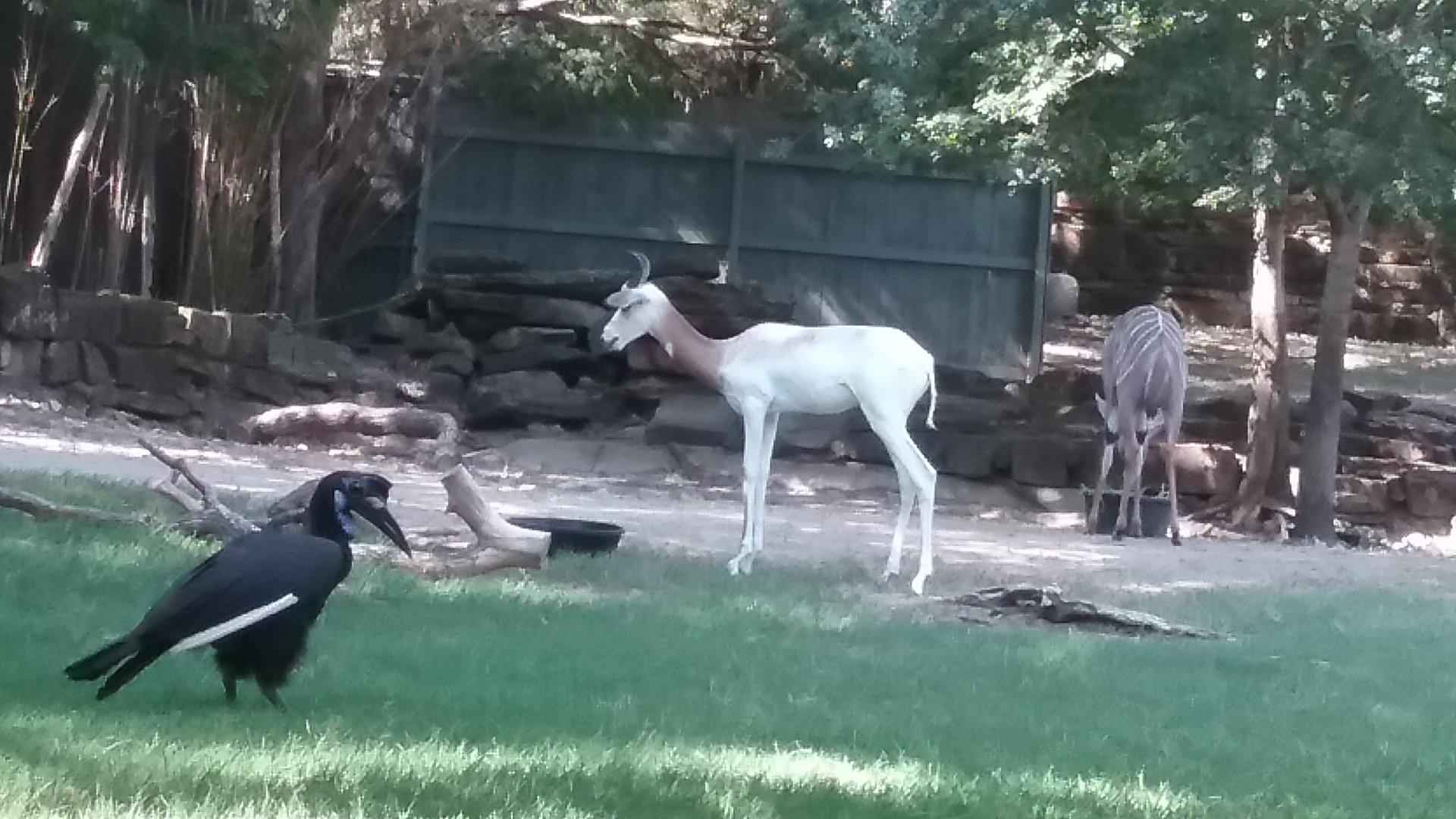 Return of the gazelle