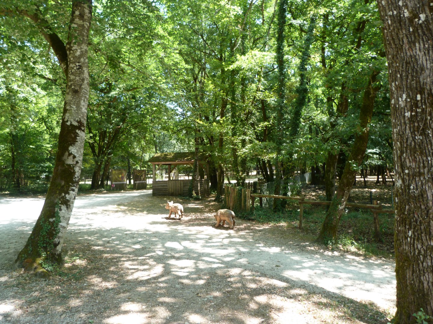 Return to "Odyssée des Forêts" -Zoodyssée (2025)