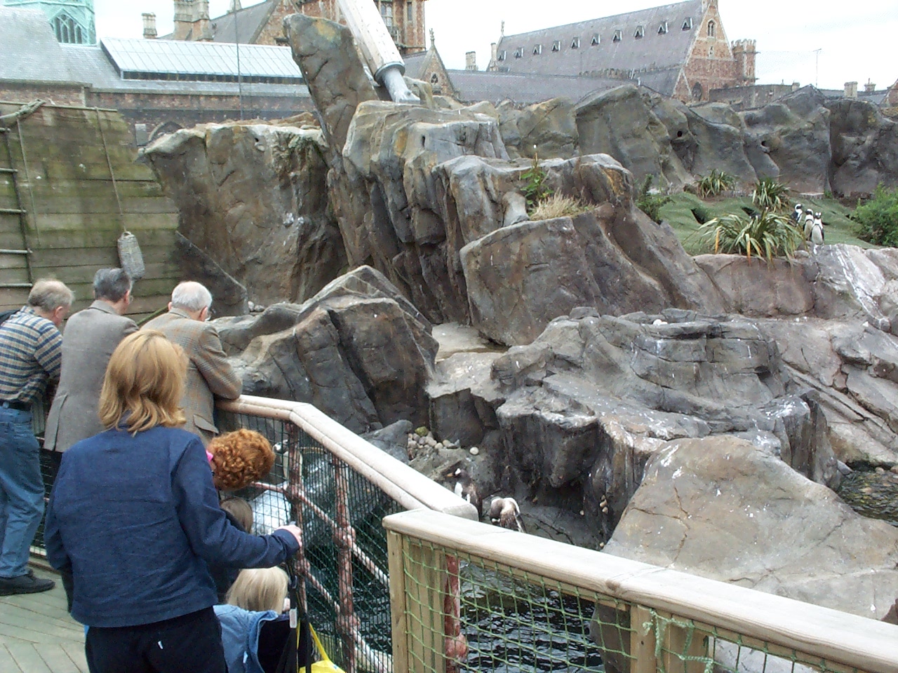 return view of penguins