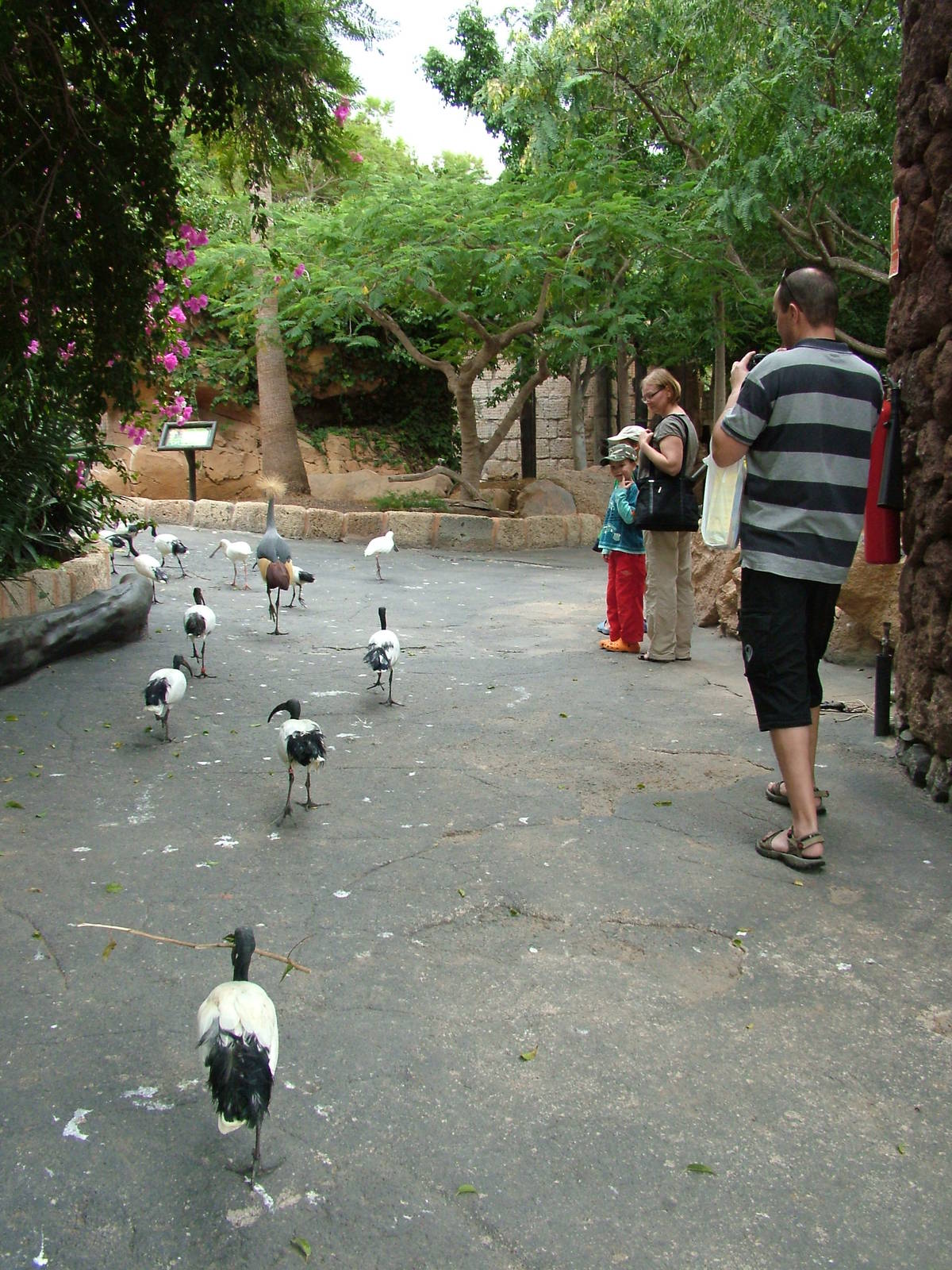 Returning Home: Bird Show at Jungle Park (Las Aguilas), 13/11/10