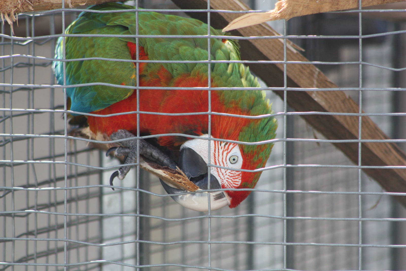 Reuben, 4th August 2014