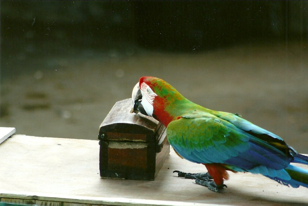 Reuben the hybrid Macaw 30th March 2012