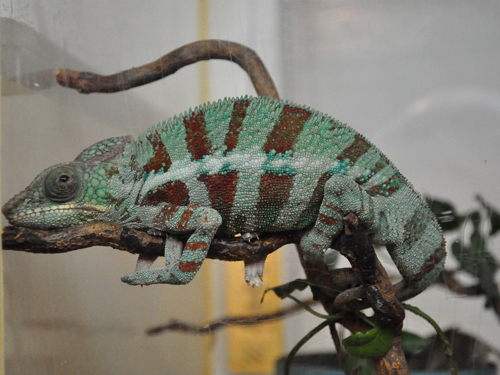 Reunion Chameleon in Kishinev Zoo