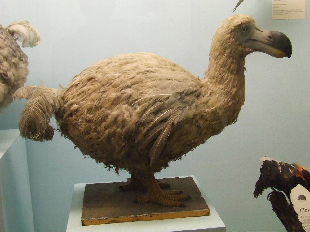 Reunion Island Dodo, Raphus solitarius, Natural History Museum, London