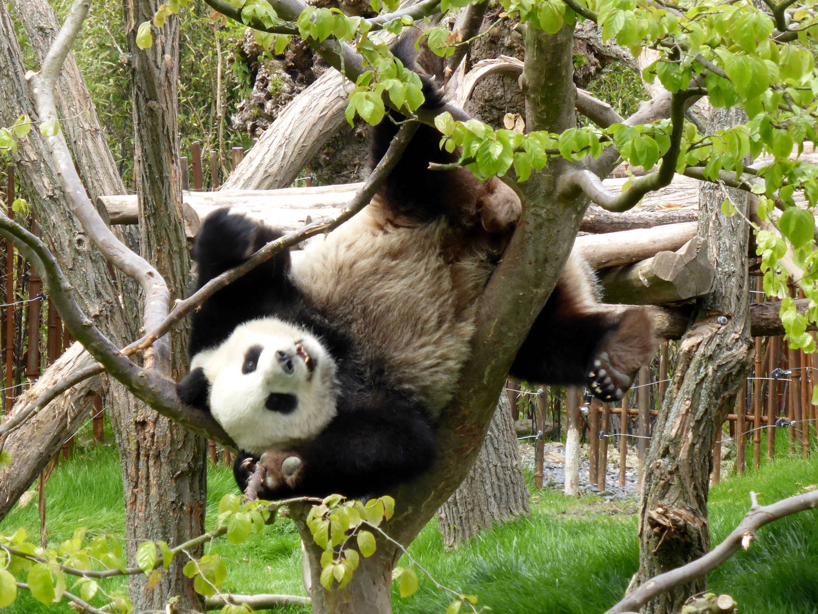 Reuzenpanda_Hao_Hao_17_