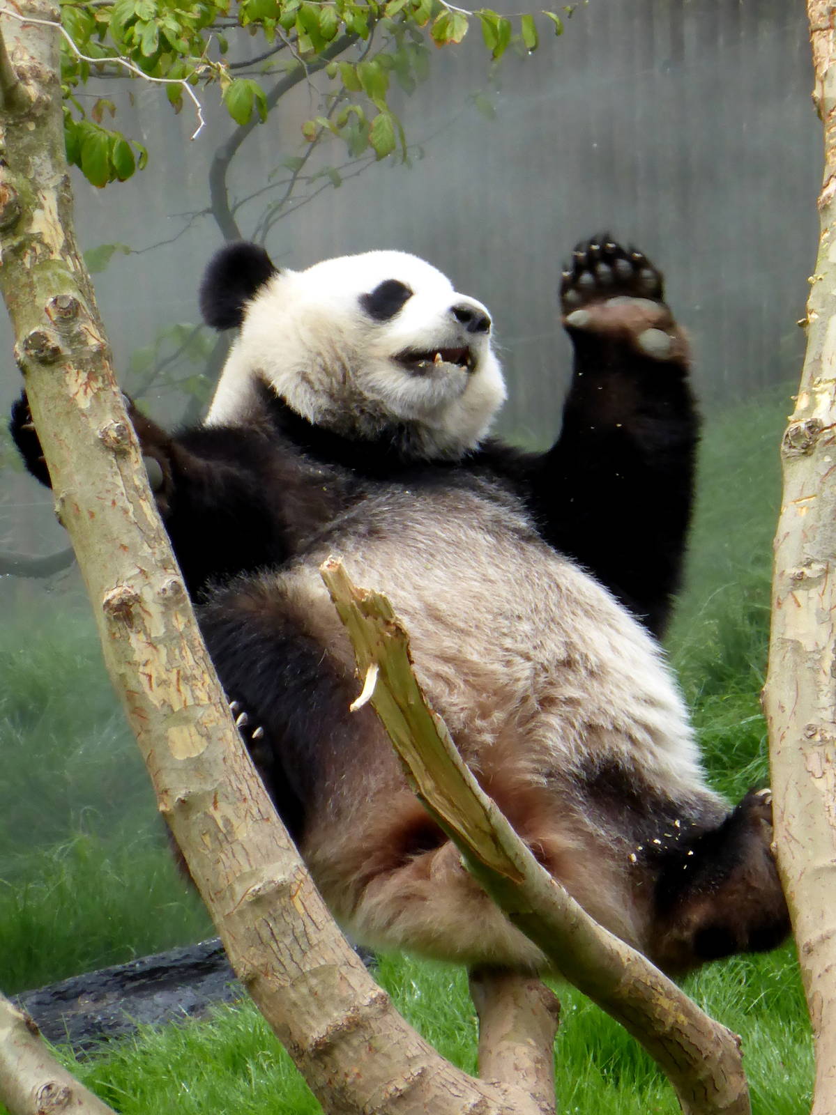 Reuzenpanda_Hao_Hao_32_