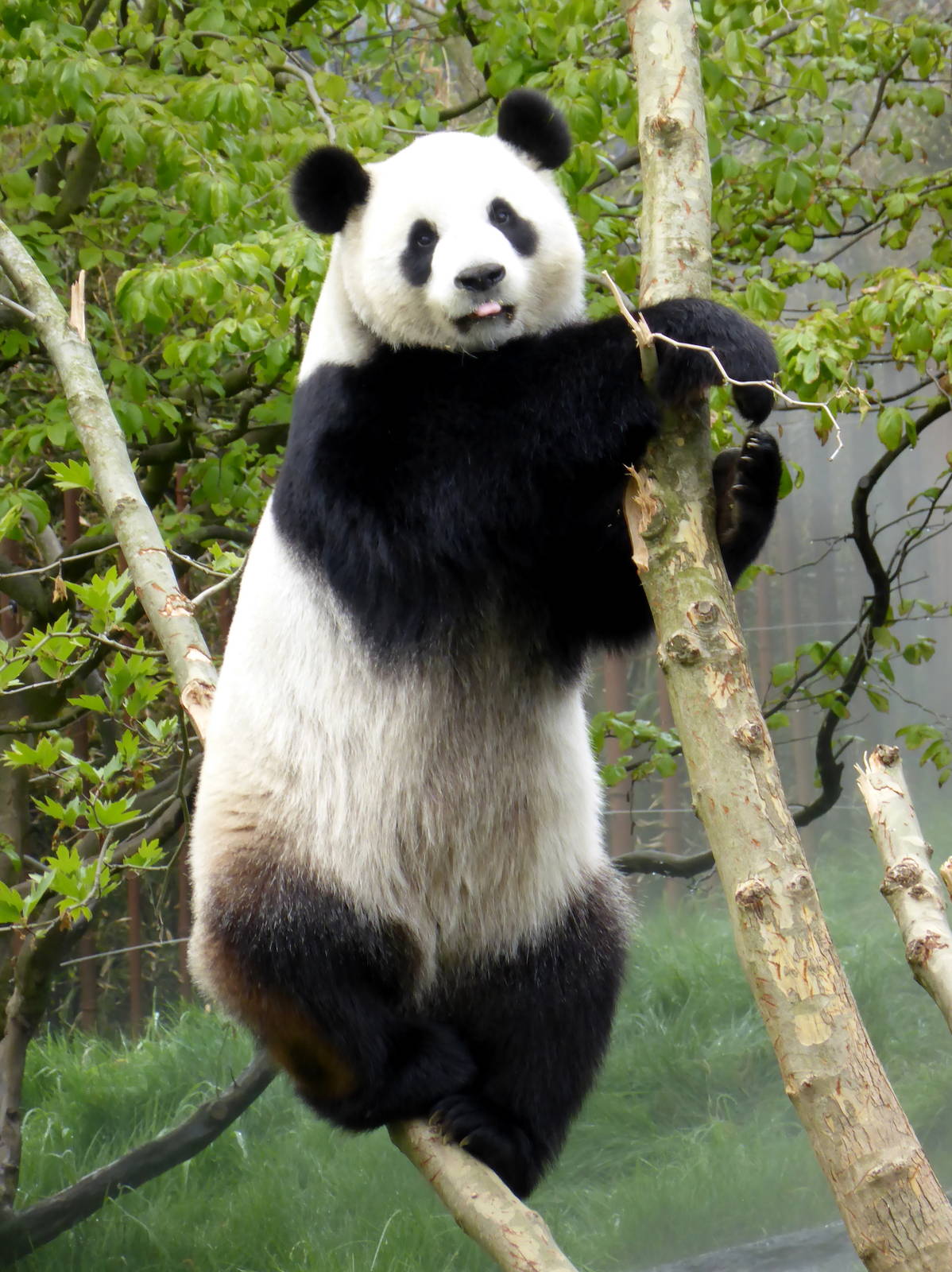 Reuzenpanda_Hao_Hao_42_