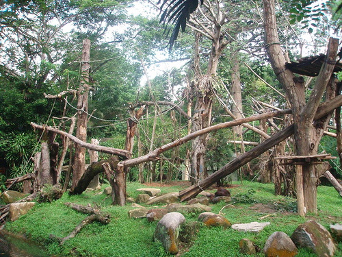 Revamped Orang Utan Island, Singapore Zoo