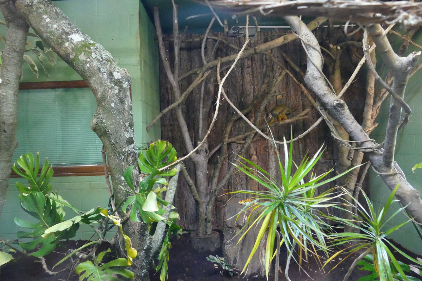 Revamped pygmy slow loris enclosure, October 2018