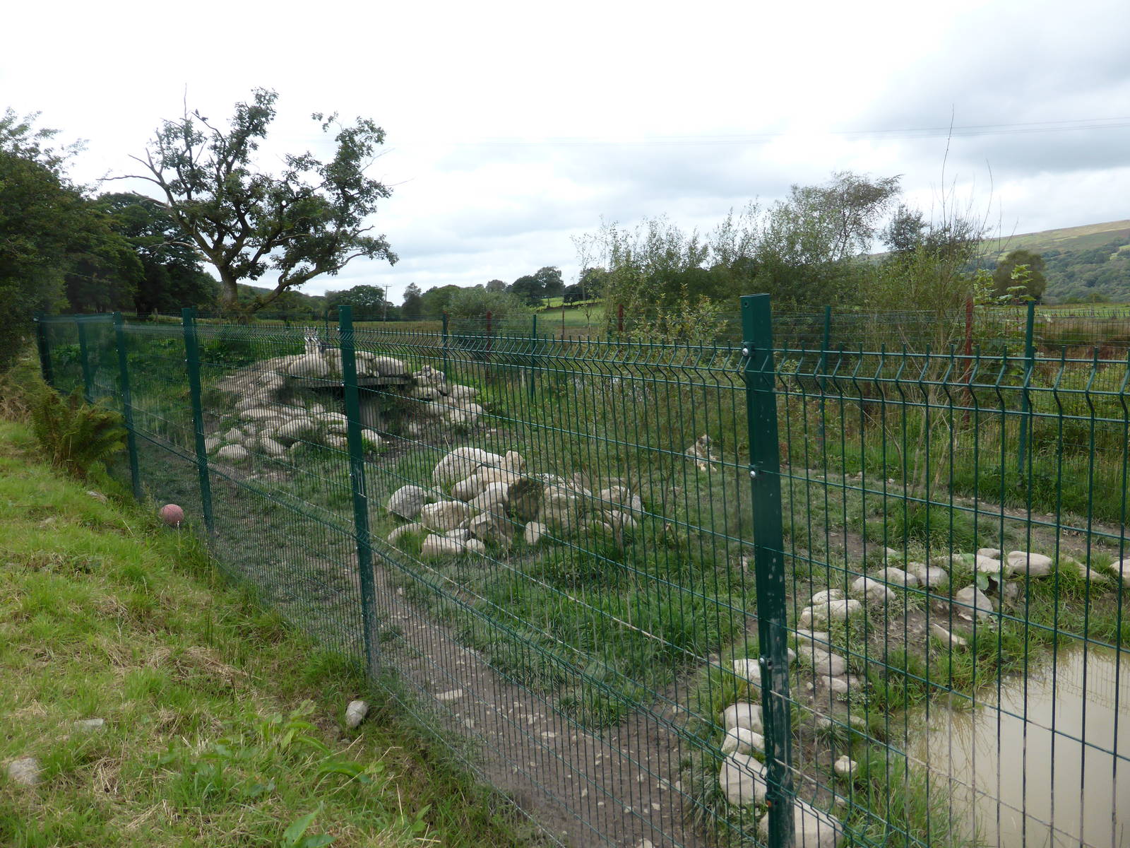 Revamped Wolf Enclosure .