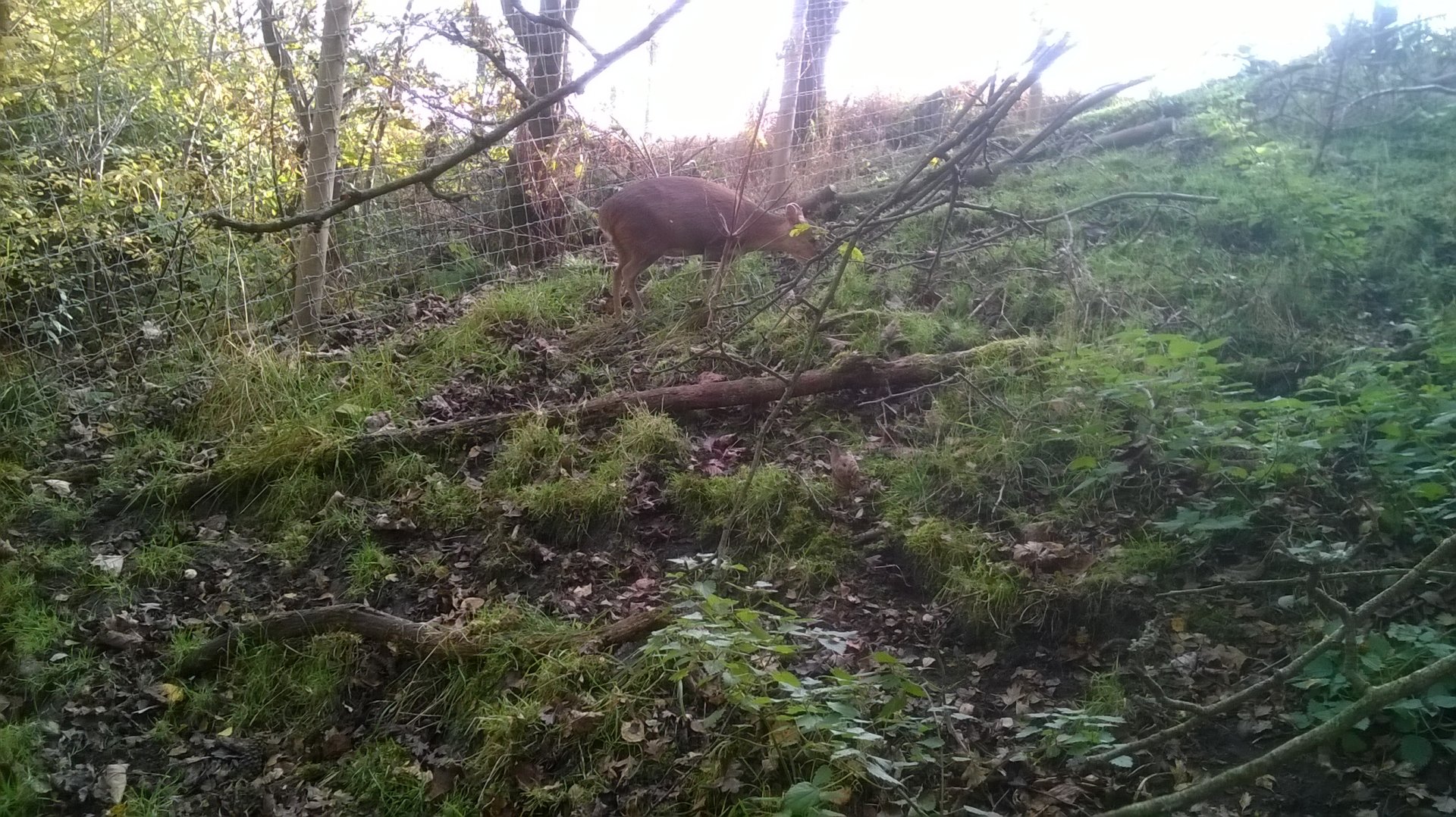 Revee's muntjac (Muntiacus reevesi) in walkthough