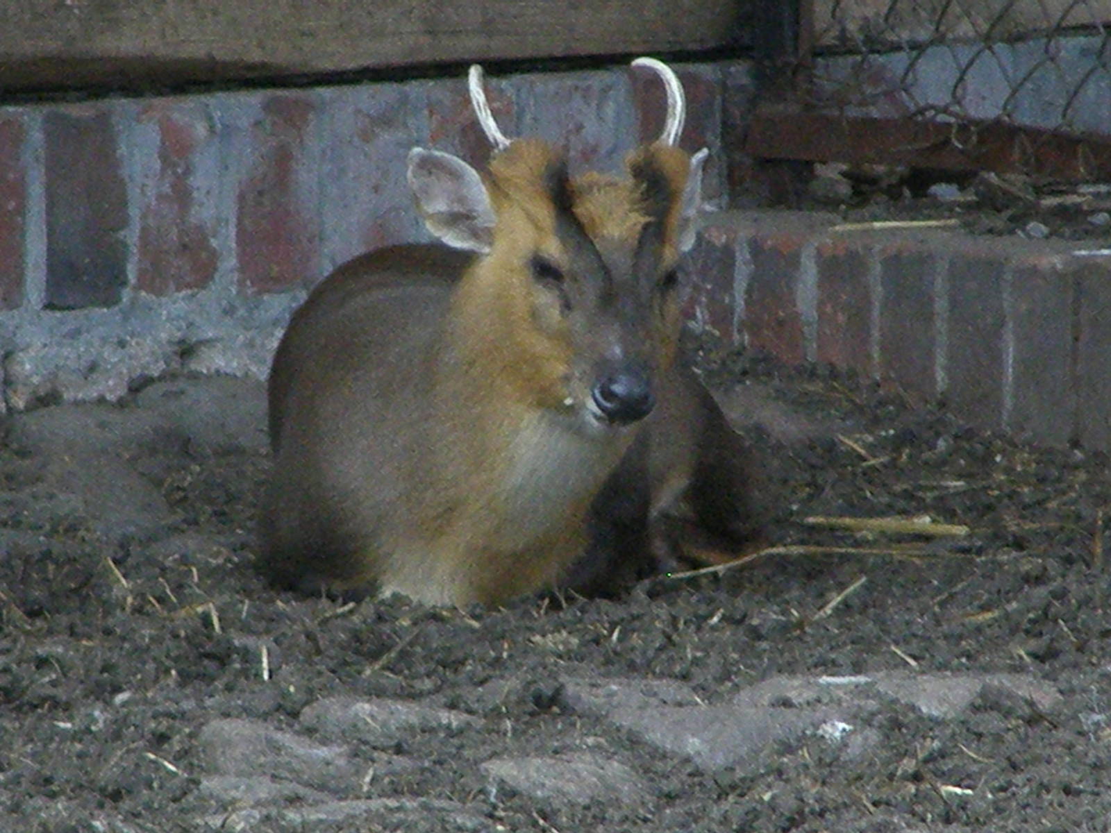 Revees's muntjac (Muntiacus reevesi)