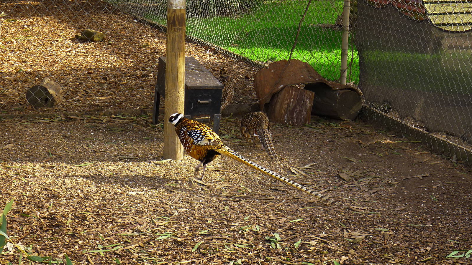 Revees's Pheasant trio