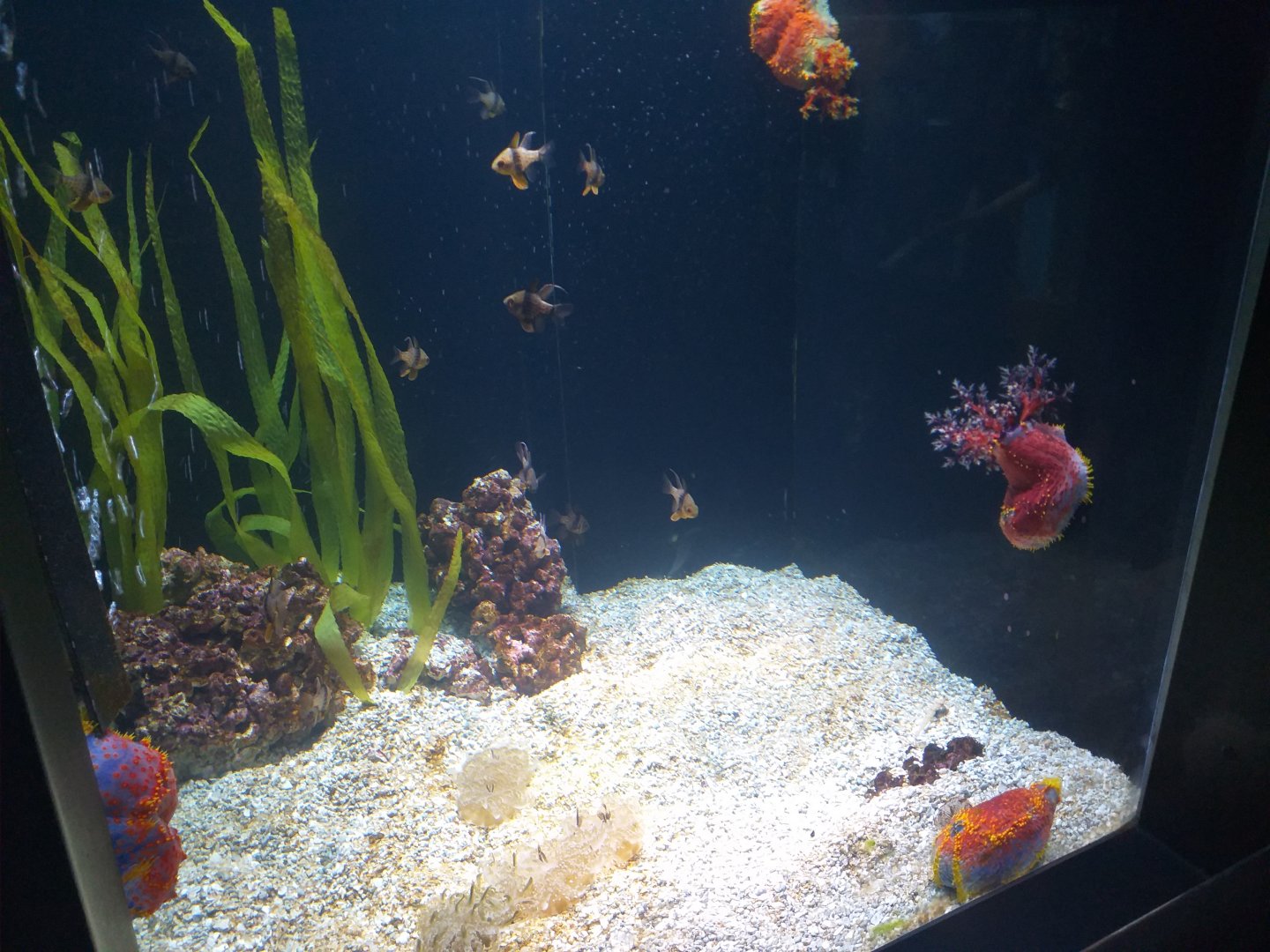 Reverse jellyfish tank (Fish ID) -BioDomo (2019)