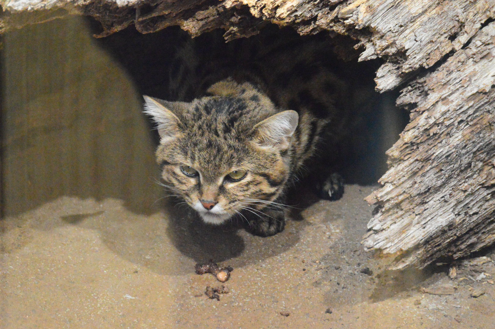 Revolution Ridge - Black-footed Cat