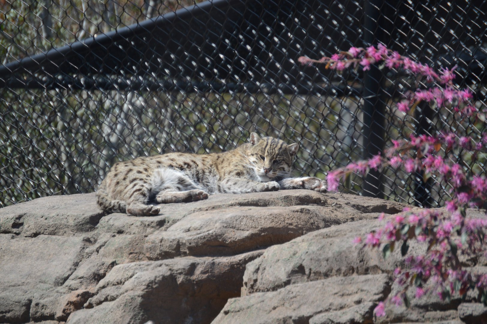 Revolution Ridge - Fishing Cat (Prionailurus viverrinus)