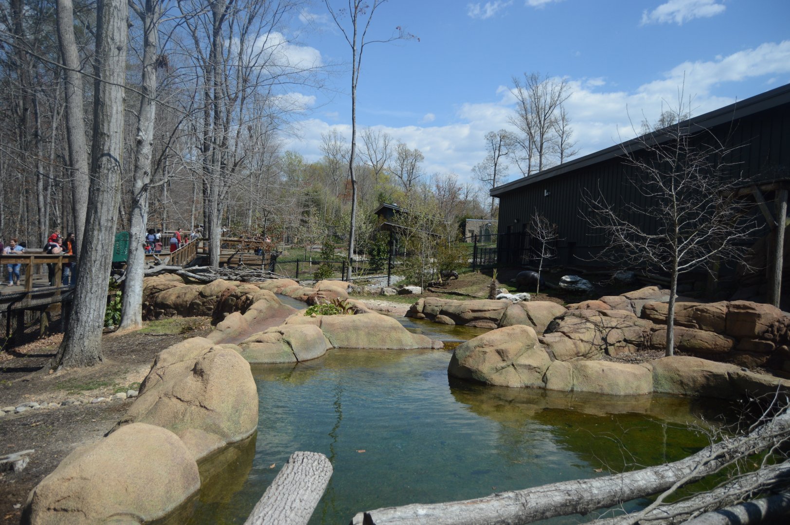 Revolution Ridge - Pygmy Hippopotamus (Choeropsis liberiensis) Exhibit