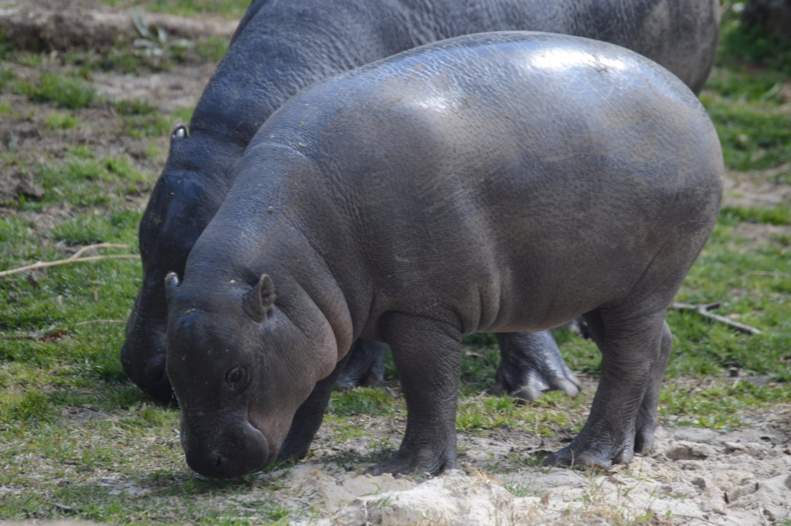 Revolution Ridge - Pygmy Hippopotamus (Choeropsis liberiensis)