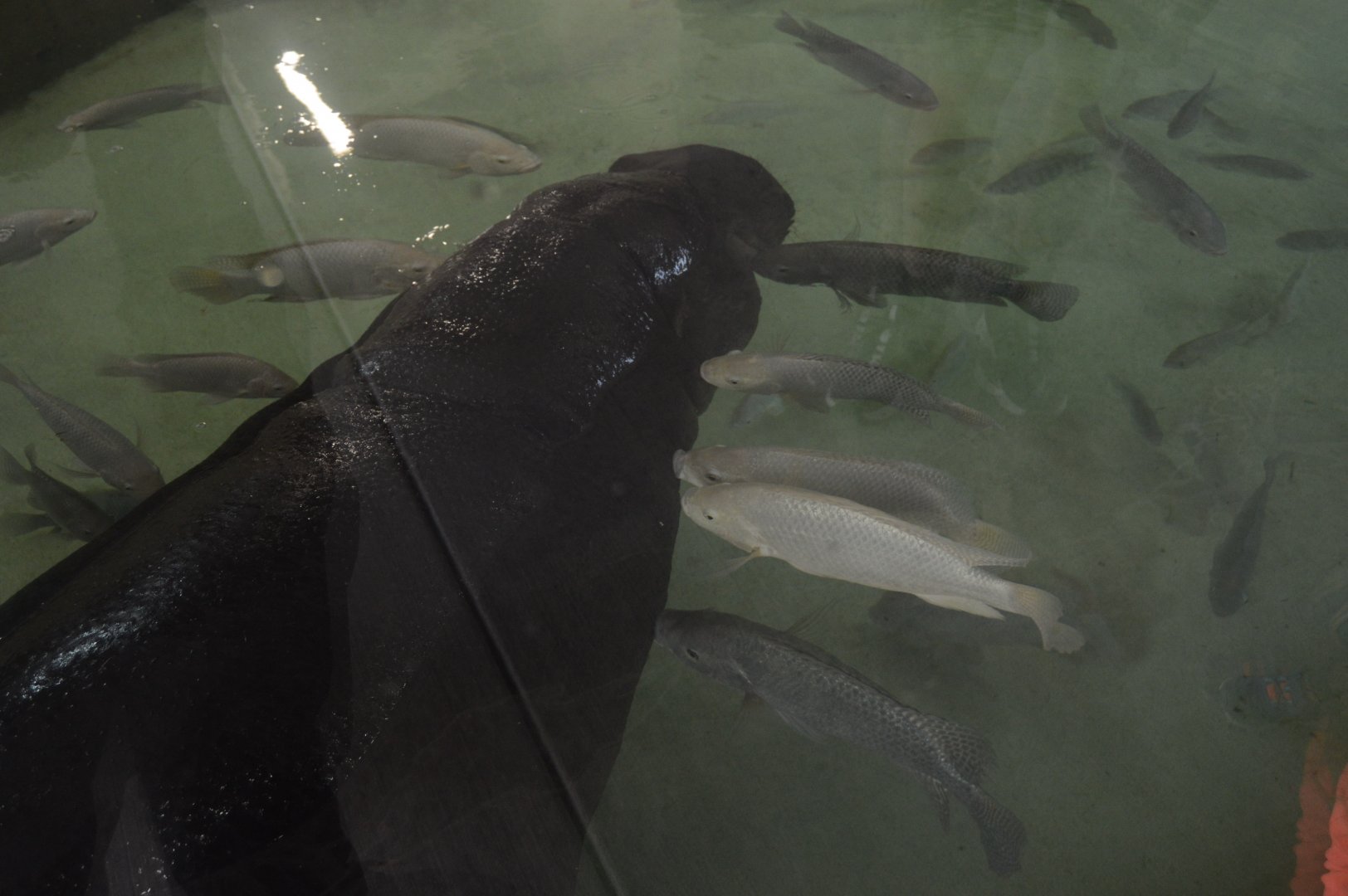 Revolution Ridge - Ralph's Tilapia Massage