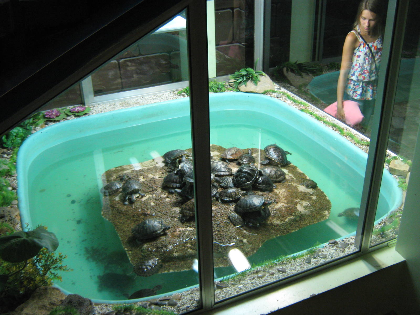 revolving turtle island