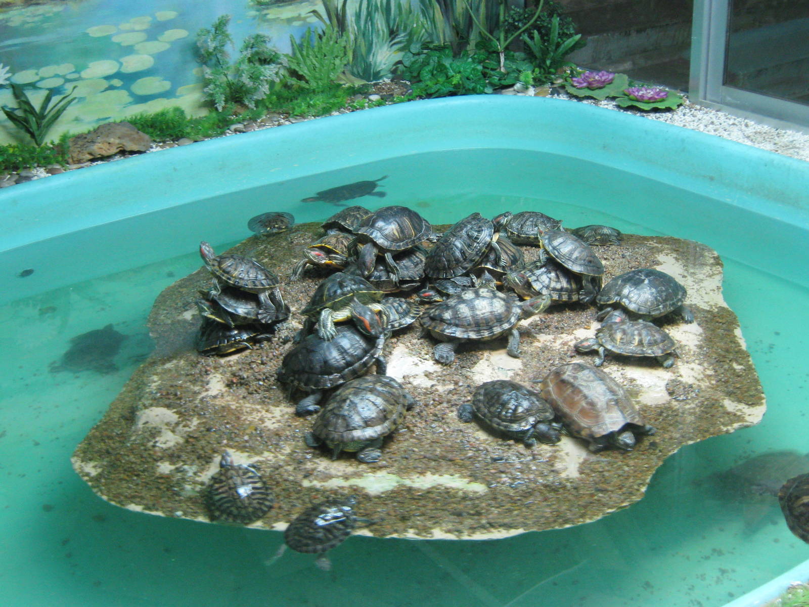 revolving turtle island