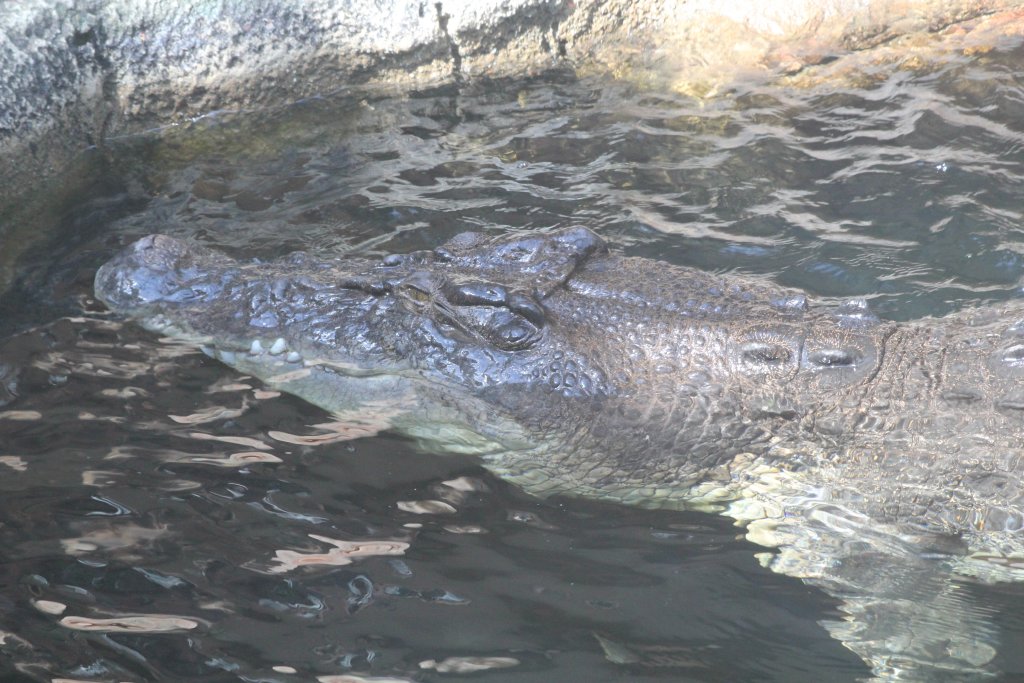 'Rex' - Saltwater Crocodile