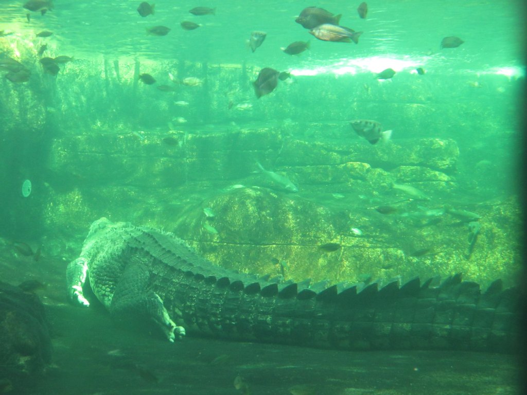 'Rex' - Saltwater Crocodile