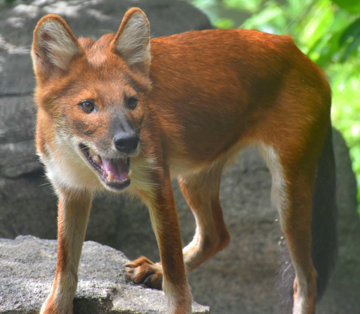 RFW Asia - Dhole (Cuon alpinus)