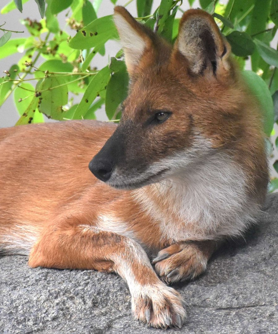 RFW Asia - Dhole (Cuon alpinus)